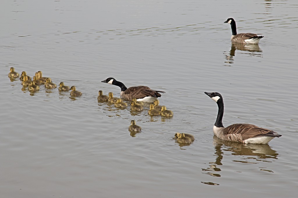 dintelse gorzen natuurgebied natuur natuurmonumenten schotse hooglanders brabant de heen landschap hdr